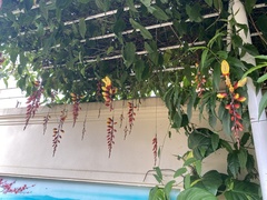 Thunbergia mysorensis