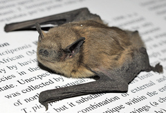 Pipistrellus