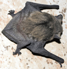 Pipistrellus