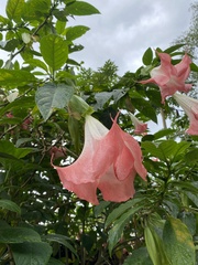 Brugmansia