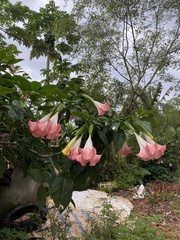 Brugmansia