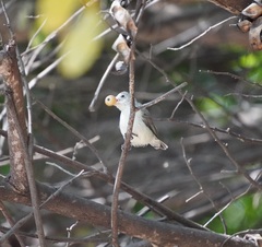 Dicaeum erythrorhynchos