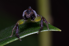 Mopsus mormon