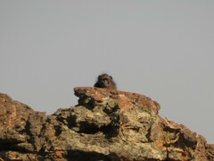 Papio ursinus ursinus