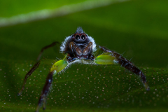 Mopsus mormon
