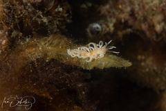 Phyllodesmium serratum