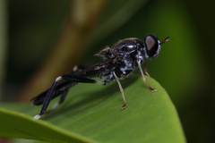 Exaireta spinigera