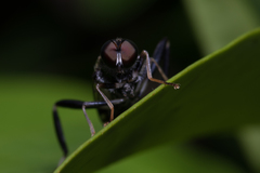 Exaireta spinigera