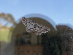 Chloroclystis filata