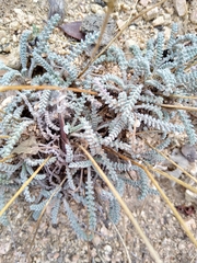 Chaenactis santolinoides