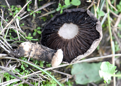 Lacrymaria asperospora