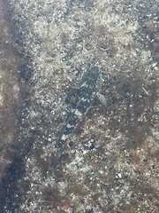 Mauligobius maderensis