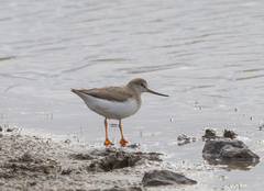 Xenus cinereus