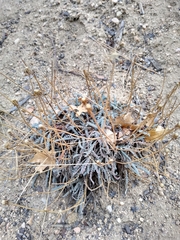 Chaenactis santolinoides