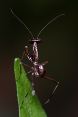Pseudomantis albofimbriata