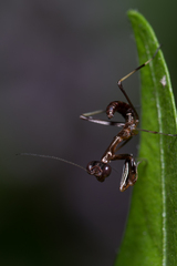 Pseudomantis albofimbriata