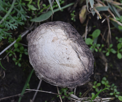 Lacrymaria asperospora