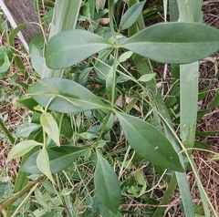 Pandorea jasminoides