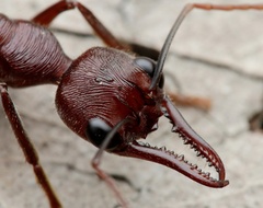 Myrmecia forficata