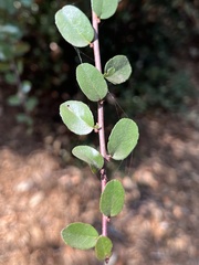 Rhamnus crocea