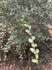 Rhamnus crocea