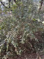 Rhamnus crocea