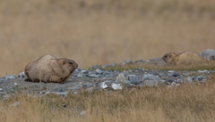 Marmota baibacina