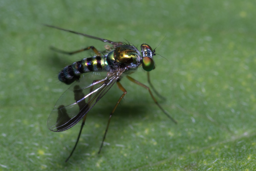 Green Long-Legged Fly