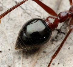 Myrmecia forficata