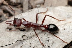 Myrmecia forficata