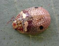 Paropsisterna minerva