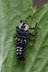 Harmonia testudinaria