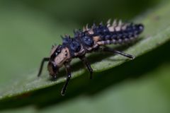 Harmonia testudinaria