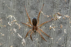 Lycosidae