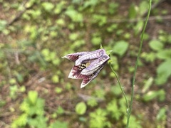 Codonopsis subscaposa