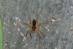 Lycosidae