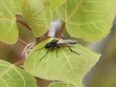 Bibio xanthopus