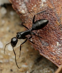 Camponotus