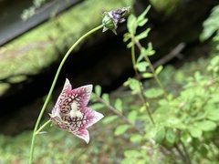 Codonopsis subscaposa