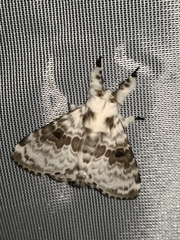 Tolype caieta