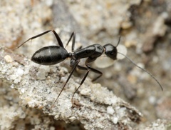 Camponotus