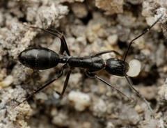 Camponotus