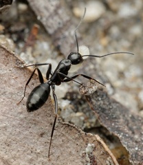 Camponotus