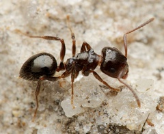 Notoncus ectatommoides