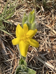 Hypoxis interjecta
