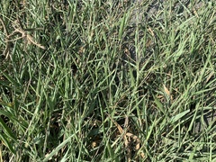 Urochloa subquadripara