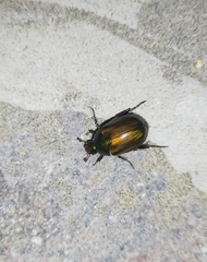 Anomala dubia