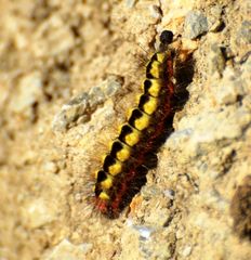Acronicta euphorbiae