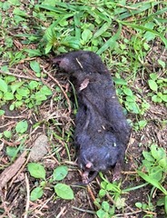 Microtus pennsylvanicus