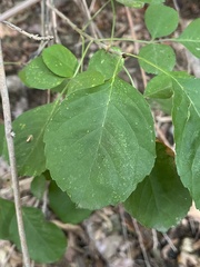 Fraxinus dipetala